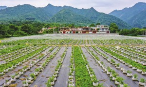 陕西省夏收夏播进度均超过八成