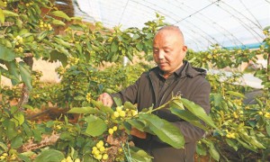 土棚连温室 樱桃错峰熟 ——杨凌示范区高家村的“种植经”